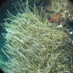 A thicket of tubeworms clusters around a crack on the Florida Escarpment on the seafloor off the west coast of Florida, where chemical-rich groundwater seeps out into the sea.