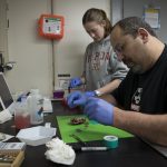 Expedition chief scientist Peter Girguis and Jennifer Delaney of Harvard University extract the viscera of a deep-sea clam collected by Alvin Wednesday.