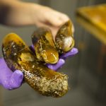 Amanda Demopoulos, a biologist at the U.S. Geological Survey, shows off deep-sea mussels collected on Friday’s dive to the Florida Escarpment.